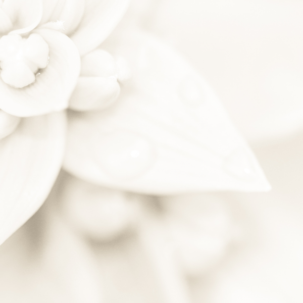 blüte